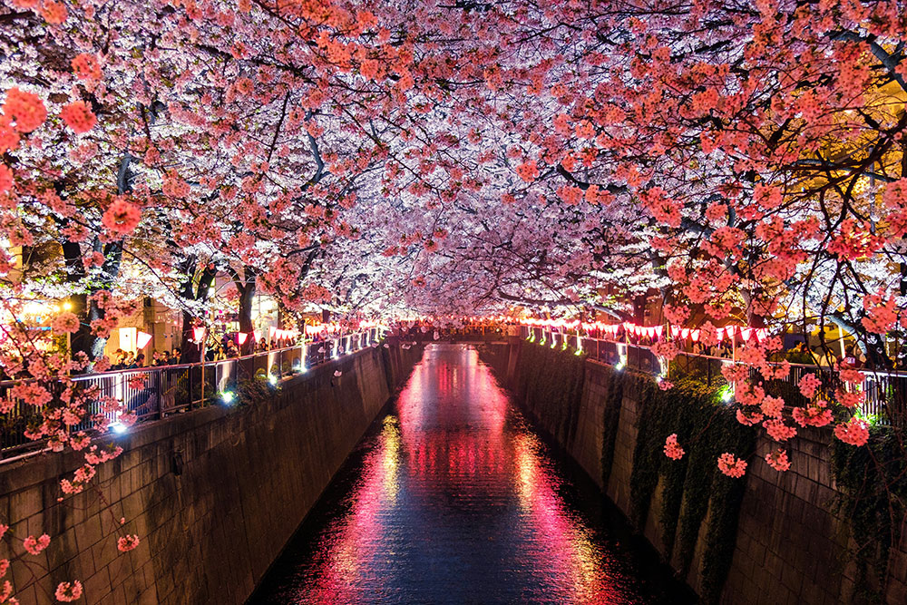 Cherry blossoms along the Meguro River in Japan