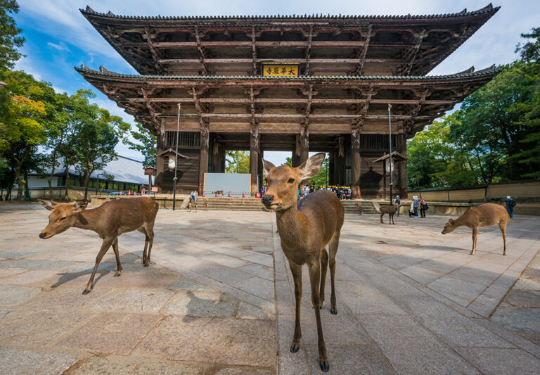 Nara travel guide