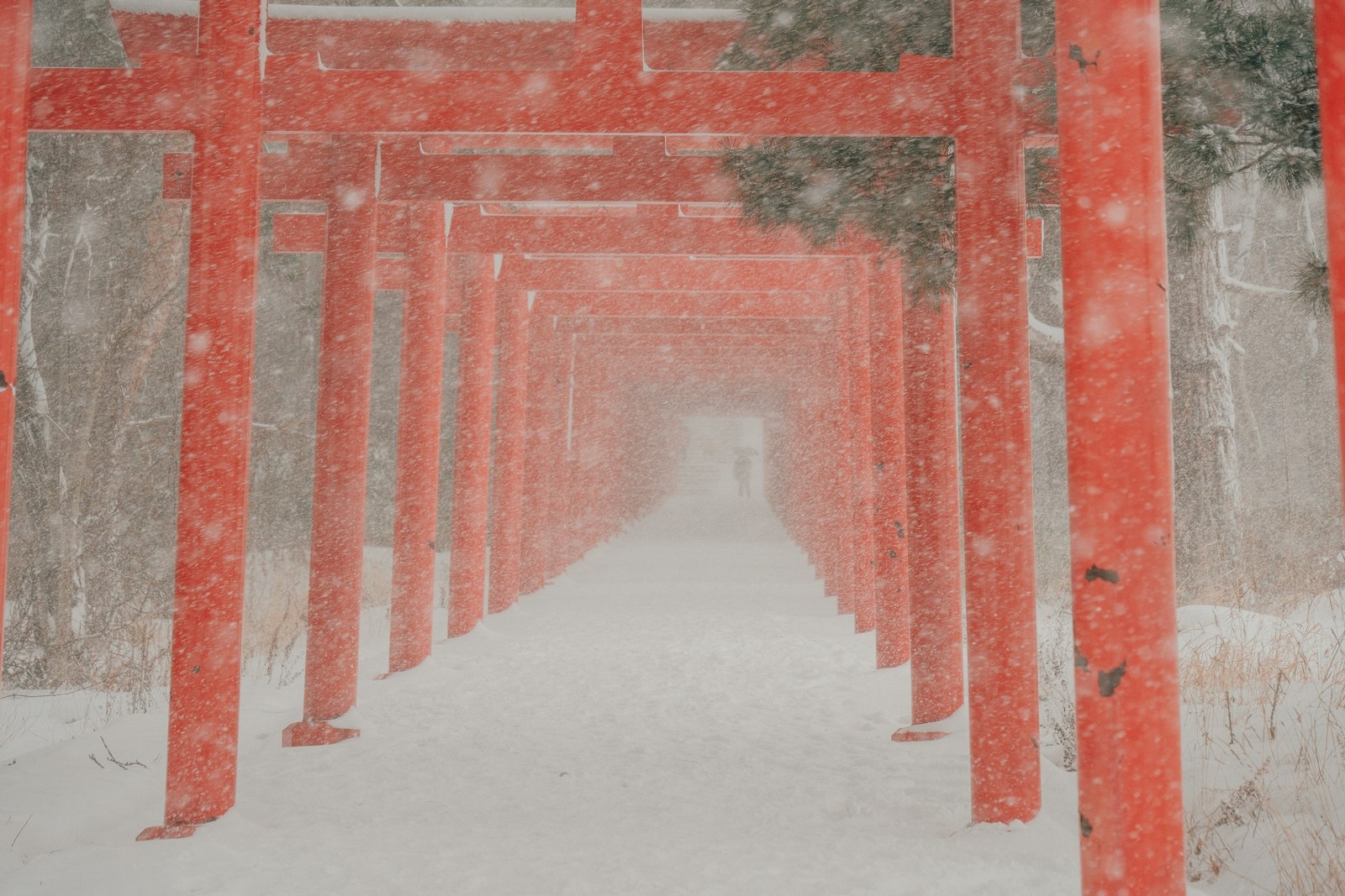 Red torii gates covered in falling snow at Sapporo Fushimi Inari Shrine