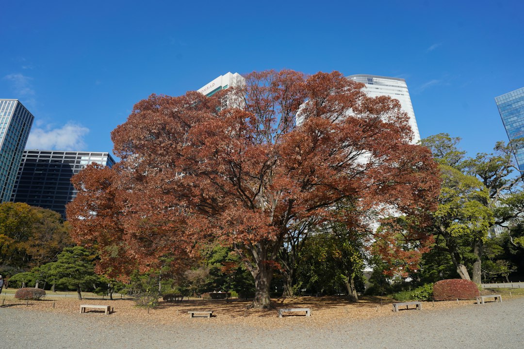 Autumn foliage framed by Tokyo skyscrapers